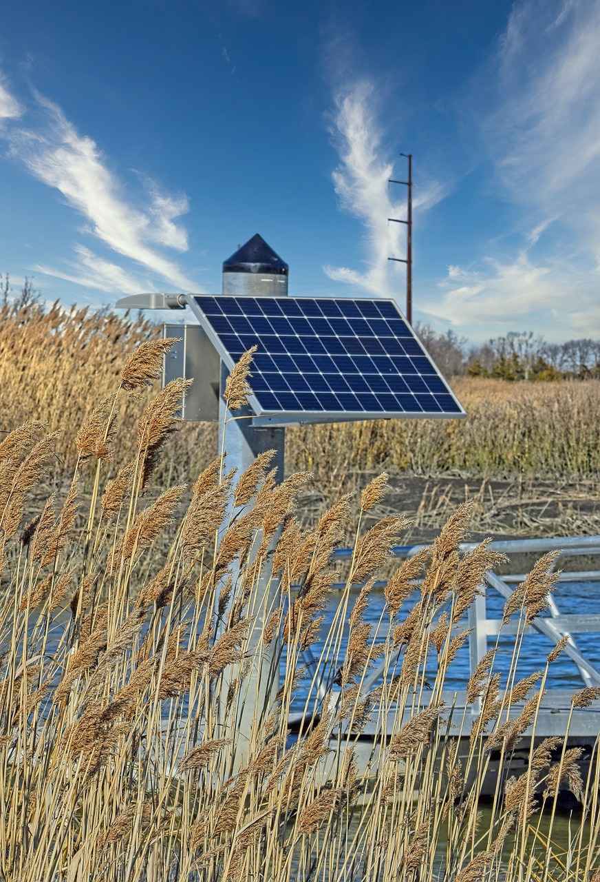 panel, power, solar, electricity, ecology, clean, green, cattail, solar, solar, solar, solar, solar, cattail