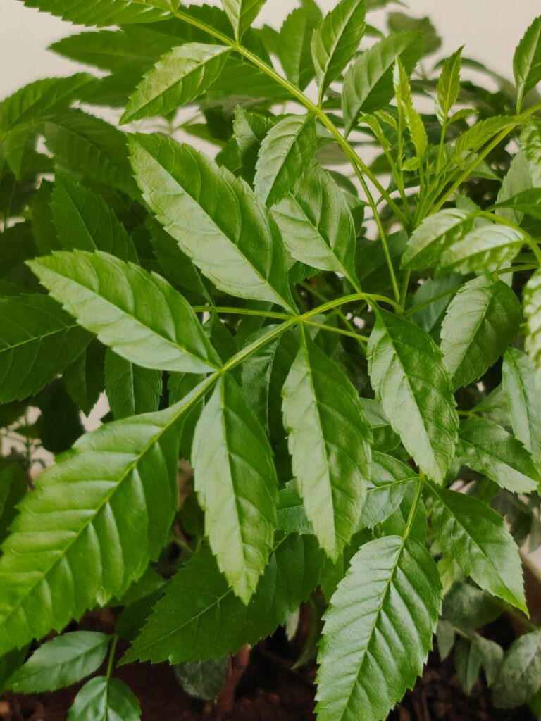 pexels-photo-12643734-12643734 Detailed close-up of lush green neem leaves with vibrant textures, shot in Hyderabad, India.